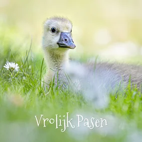 Paaskaart met ganzenkuiken in het gras.