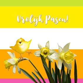 Paaskaarten - narcissen met kuikentje