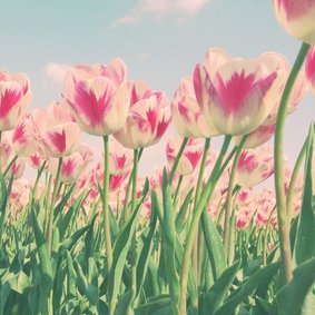 Rood-witte tulpen