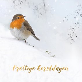 Roodborst in de sneeuw