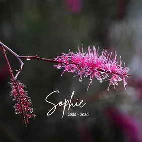 Rouwkaart takken met regendruppels