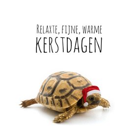 Schildpad met kerstmuts-isf