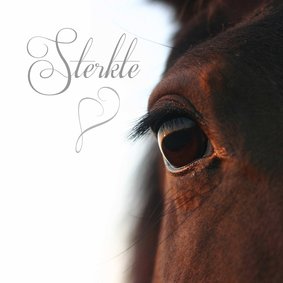 Sterkte close up paardenoog