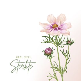 Sterkte kaart met een mooie Cosmea bloem