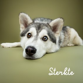 Sterkte kaart van liggend hondje met kop op grond