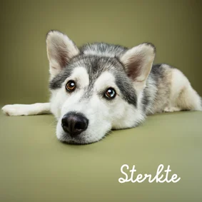 Sterkte kaart van liggend hondje met kop op grond