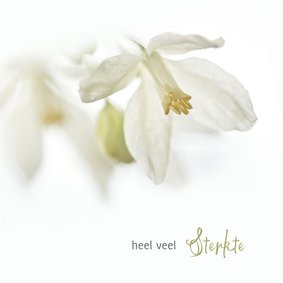 Sterkte met witte bloemen