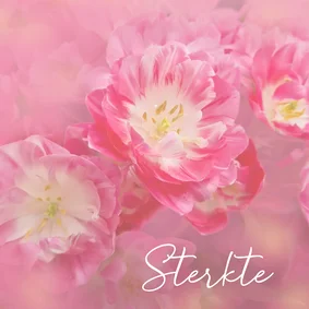 Sterkte roze witte tulpen