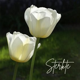 Sterkte witte tulpen