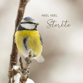 Sterktekaart pimpelmees op tak