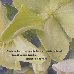 Stilgeboren - maand december bloem voor jongen en meisje