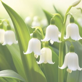 Stilgeboren - maand mei bloem voor jongen en meisje