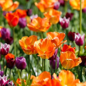 Tulpenveld oranje paars OT