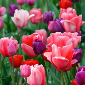 Tulpenveld roze paars rood OT