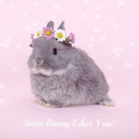 Valentijn - Some Bunny Likes You