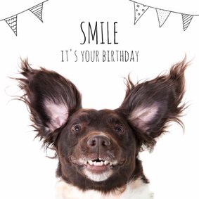 Verjaardag A doggy birthday smile!