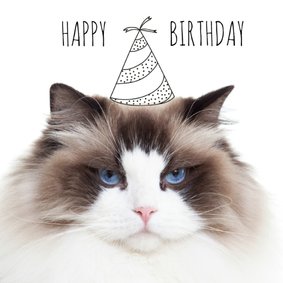 Verjaardag | Not so happy birthday cat | Kat