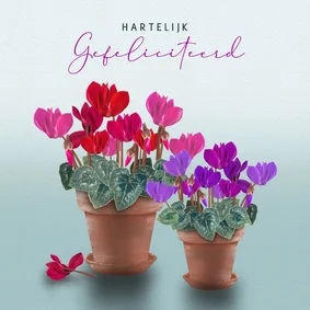 Verjaardagskaart Cyclamen in terracotta pot