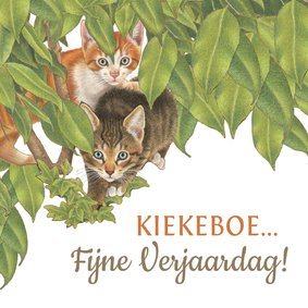 Verjaardagskaart Kittens zeggen Kiekekboe!