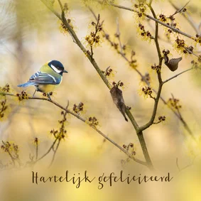 Verjaardagskaart koolmees op tak Hamamelis