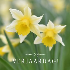 Verjaardagskaart lente - met bloeiende narcissen