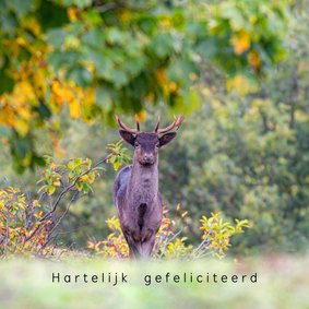 Verjaardagskaart mannetjes hert in de herfst