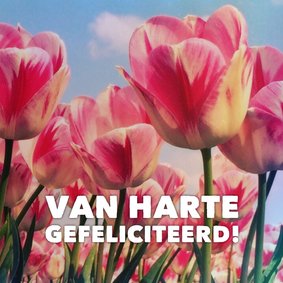 verjaardagskaart tulp - LB