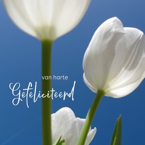 Verjaardagskaart tulpen - LB