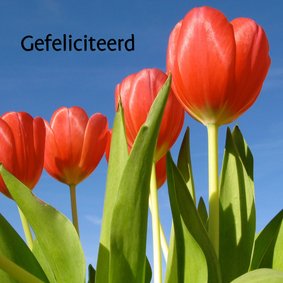 verjaardagskaart tulpen X -LB