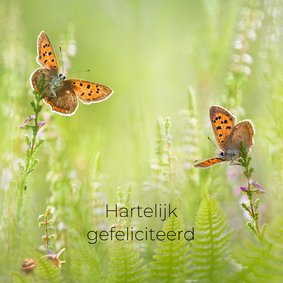 Verjaardagskaart vlinders in de zomer