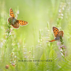 Verjaardagskaart vlinders in de zomer