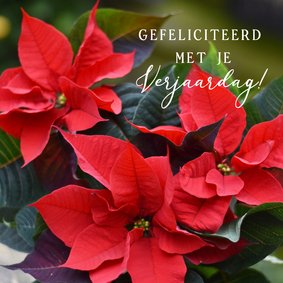 Vierkante verjaardagskaart met foto van Poinsettia plant 