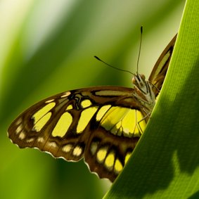 Vlinder kijkt je aan vanachter een blad