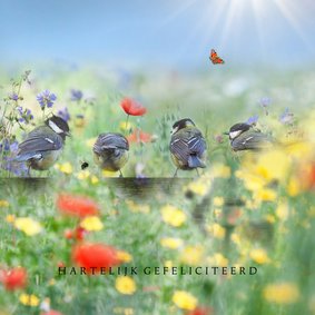 Vrolijke zomer met vogels