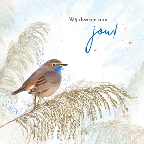 Wenskaart blauwborst op rietstengel