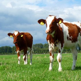 Wenskaart dierenkaart koeien - bruin 