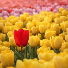 Wenskaart geel tulpenveld rode tulp