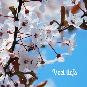 Wenskaart kersenbloesem veel liefs