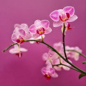 Wenskaart kleine roze orchidee