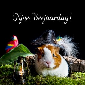 Wenskaart met als piraat verklede cavia 