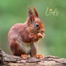 Wenskaart met een eekhoorn 