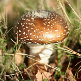 Wenskaartje natuurfoto paddestoel zonder tekst