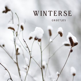 Winterse wenskaart met foto van planten in de sneeuw
