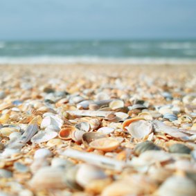 Zomaar kaart strand schelpen en zeewier