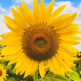 Zonnebloem uit frankrijk