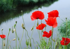 Bloemenkaart klaprozen waterkant