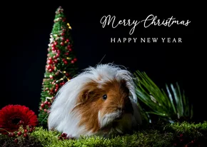 Cavia kerstkaart