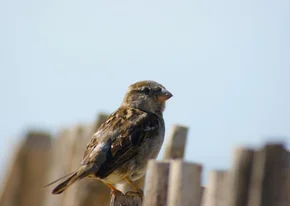 Fotokaart van een musje op een hek