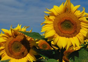 Fotokaart Zonnebloemen