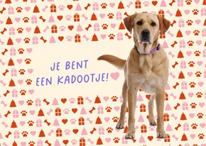 KNGF kerst en bedankkaart met staande hond